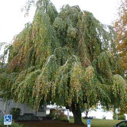 Fagus sylvatica Pendula